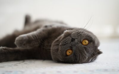 Secrets to Pet-Proof Flooring: How to Choose and Protect Your Home’s Carpets