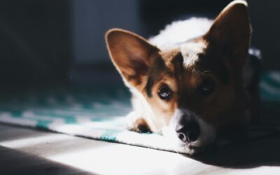 Conquer Pet Stains on Carpets and Flooring with Expert Solutions