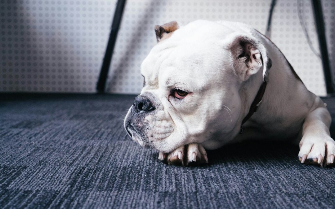 dog in carpet