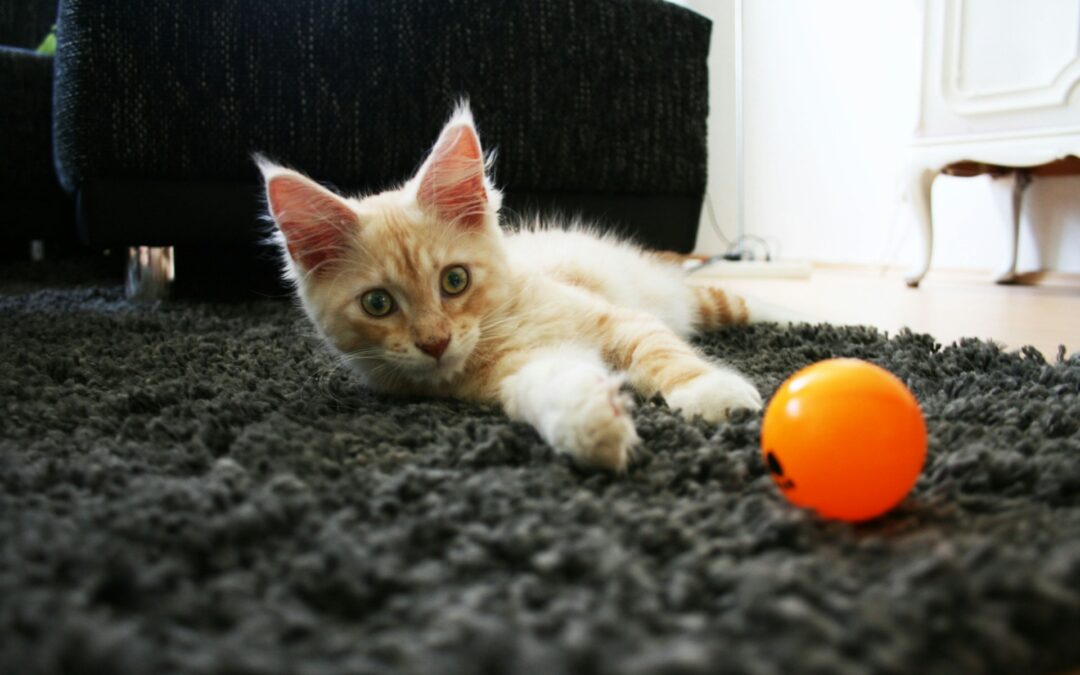 Why Professional Carpet Cleaning is a Must for Pet Owners